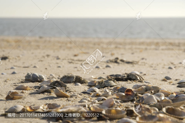 海灘上的貝殼