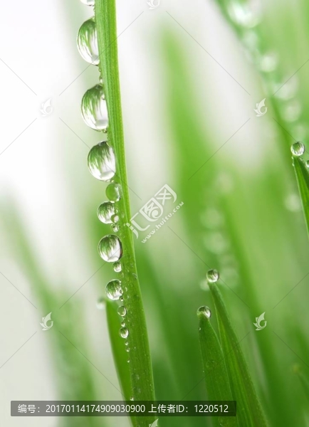 綠草滴