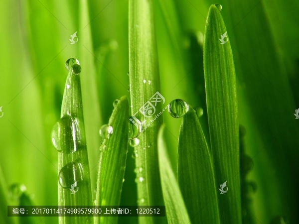 綠草滴
