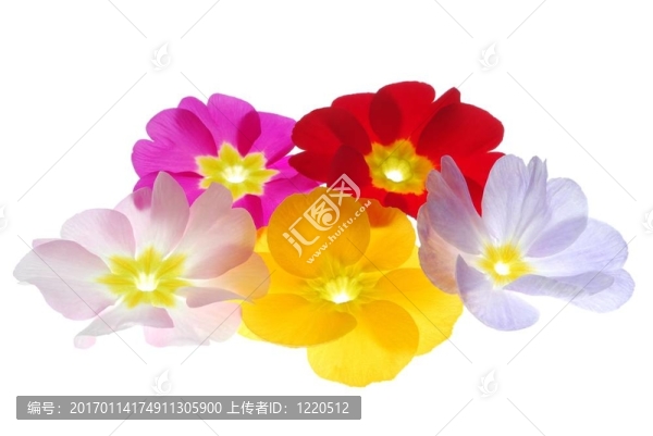 報(bào)春花