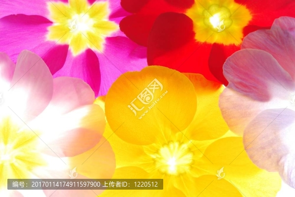 報(bào)春花屬