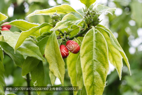月桂樹葉和漿果