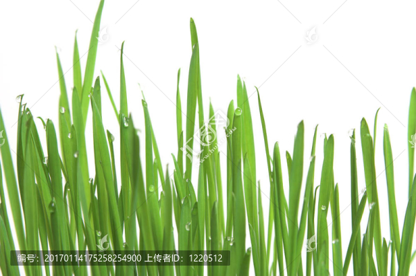 綠草；水平格式