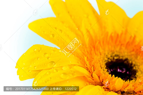 菊花近距離