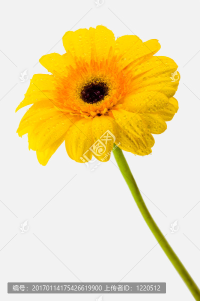黃色的雛菊