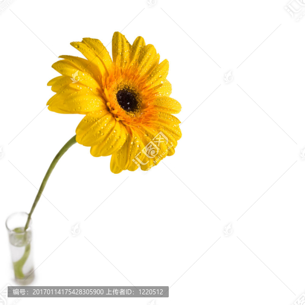 太陽花