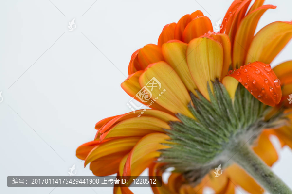 開放的雛菊