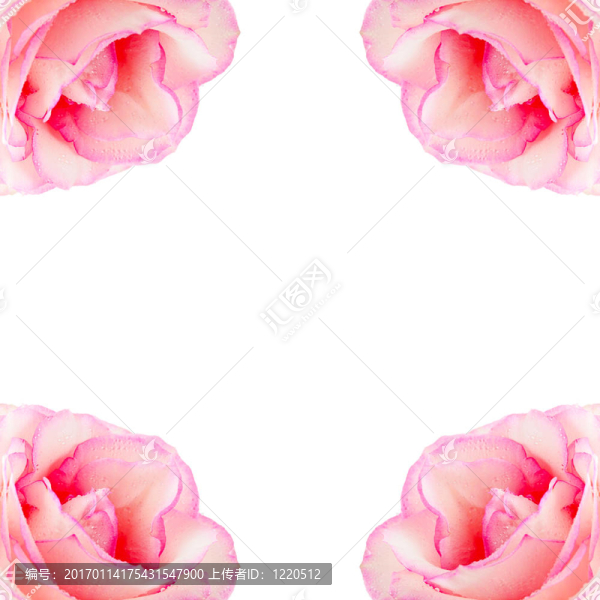 粉薔薇