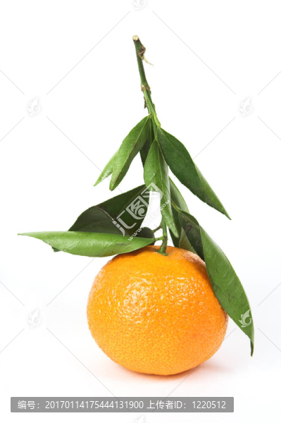 Tangerine夜店在干