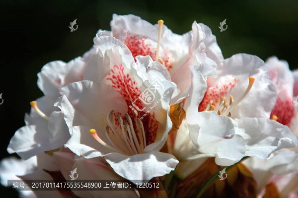 杜鵑花