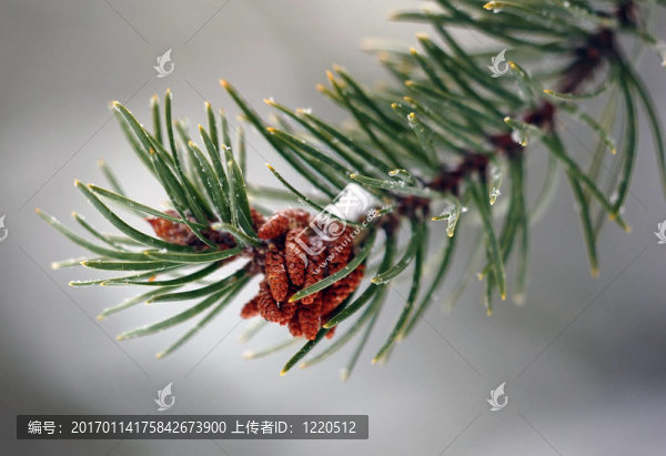 常青樹枝