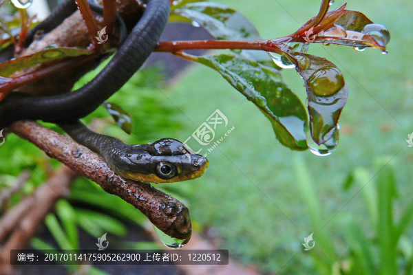 綠色的樹(shù)蛇