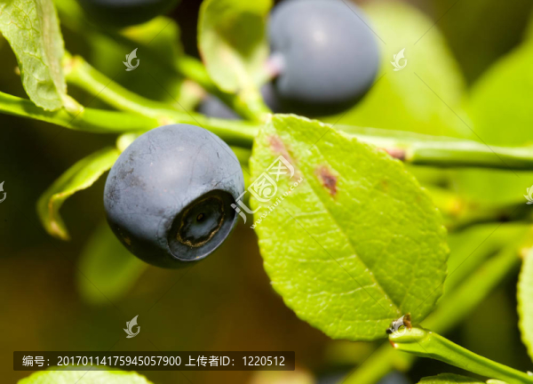 藍莓