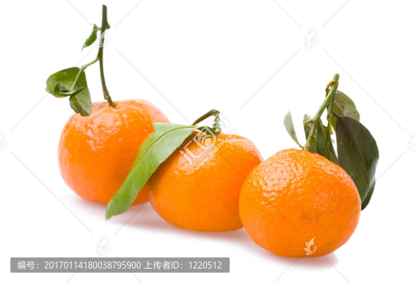 三橘子