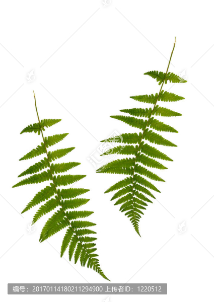 蕨類植物的美
