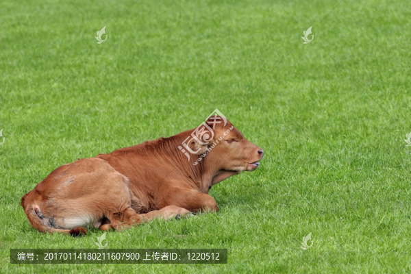 棕色的小牛-匯圖網(wǎng) www.fosd68.com 棕色的小牛