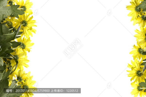 黃色的雛菊