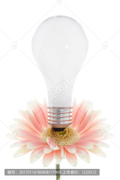花上的燈泡