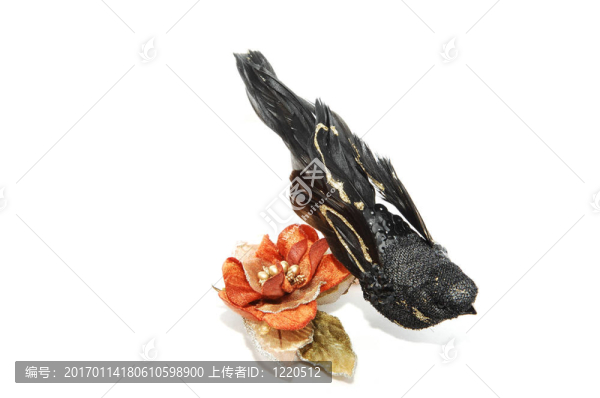 絲綢花上的鳥。
