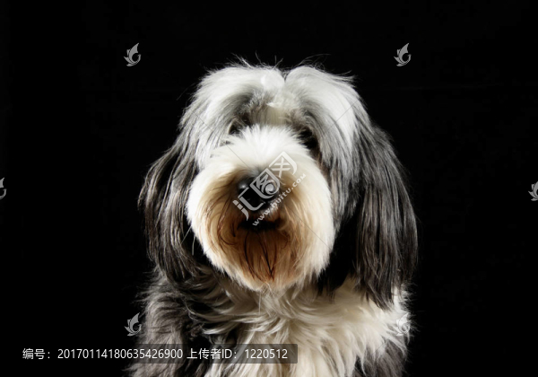 長須柯利牧羊犬；