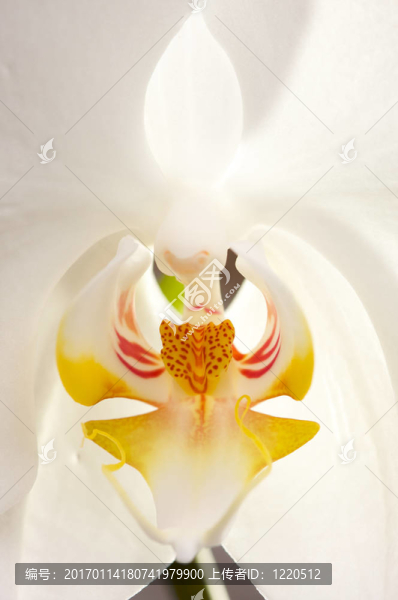 大蘭花花