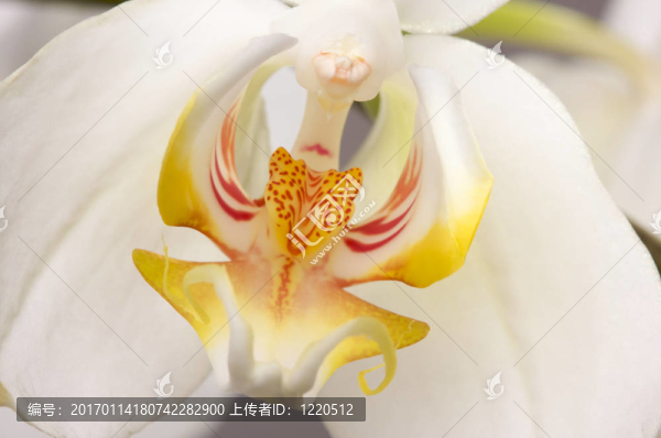 大蘭花花