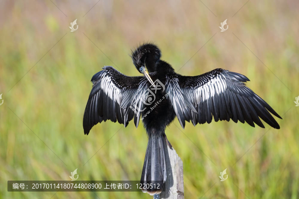 Anhinga得意洋洋