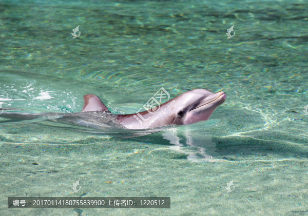 海豚游泳