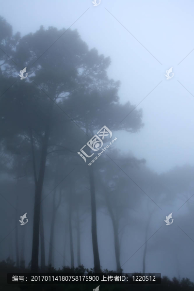 森林