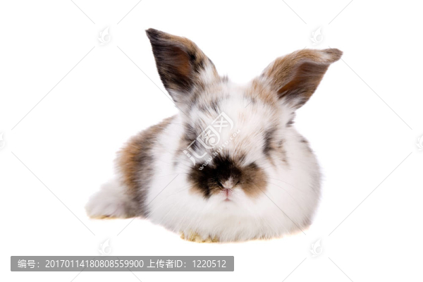 可愛的兔子