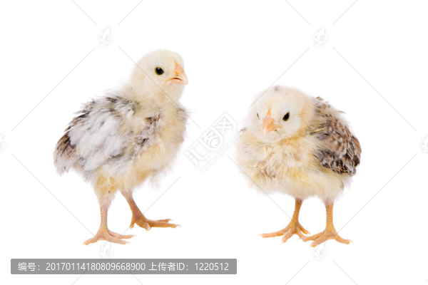 小雞