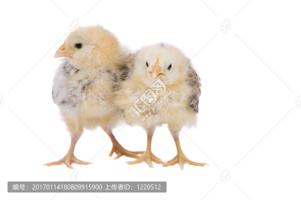 兩周齡雛雞
