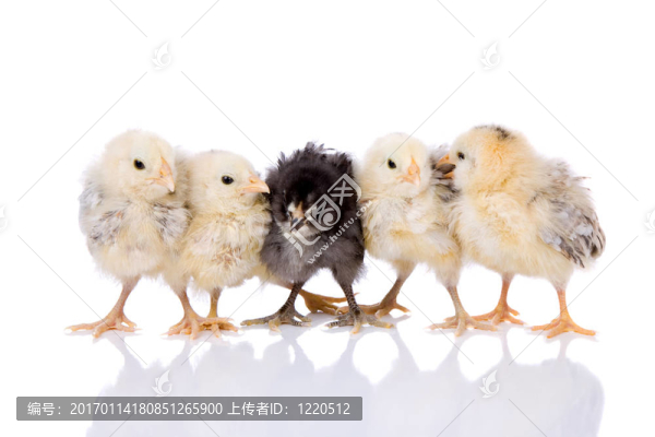 連續(xù)五只小雞