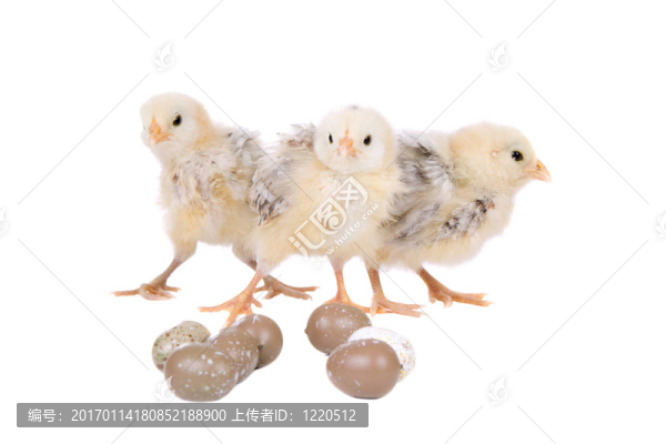 復活節(jié)小雞