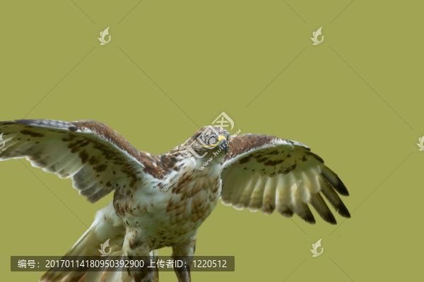 hawk6