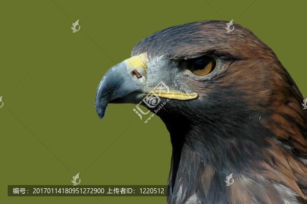 金鷹