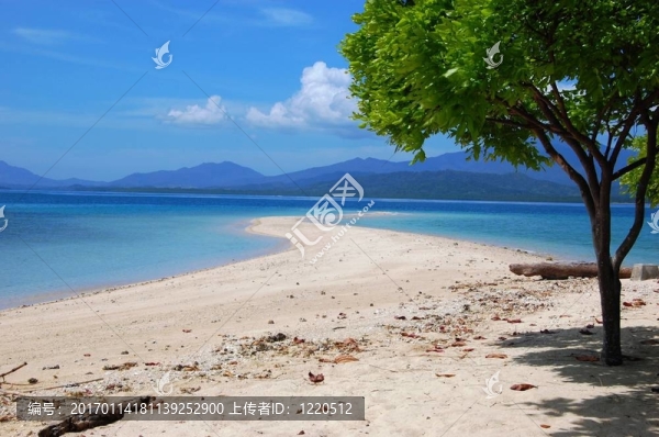 樹和沙洲