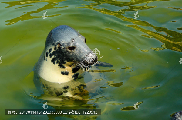 密封