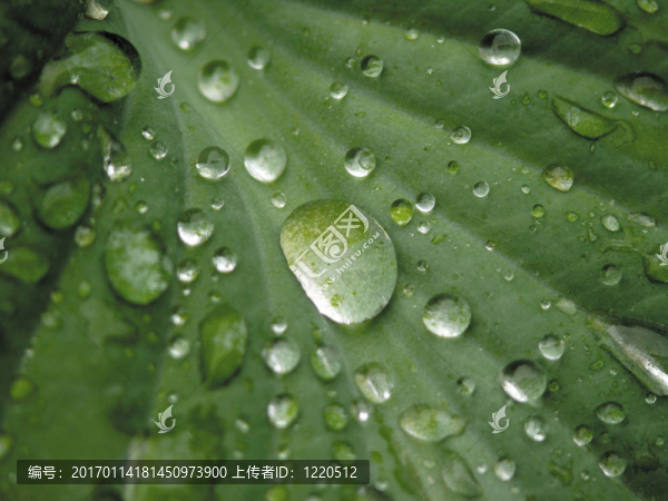 葉子上的水滴。