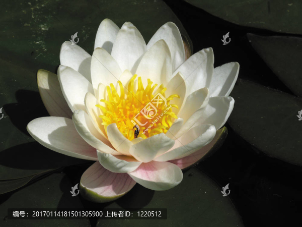 在池塘里的白色百合花。