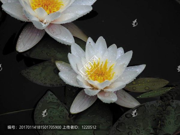 在池塘里的白色百合花。