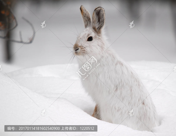 雪靴野兔
