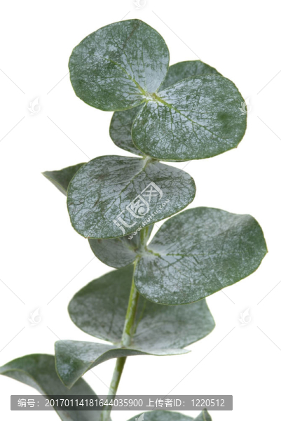 桉葉