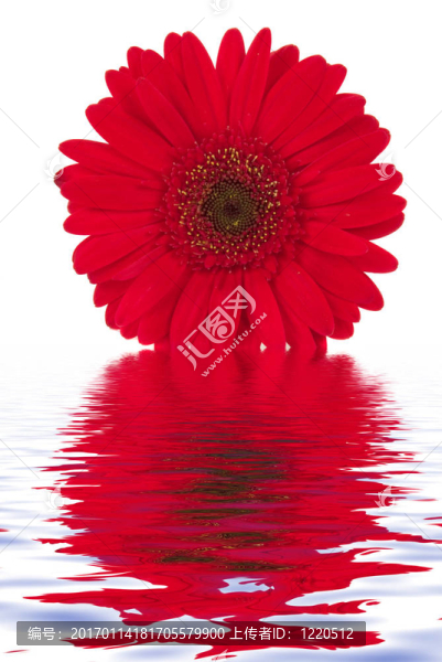 非洲菊