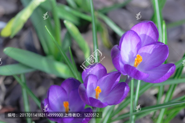 報(bào)春花