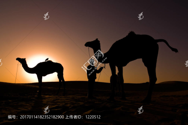 駱駝的剪影在日出
