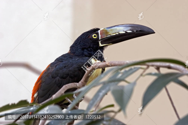 豐富多彩的巨嘴鳥