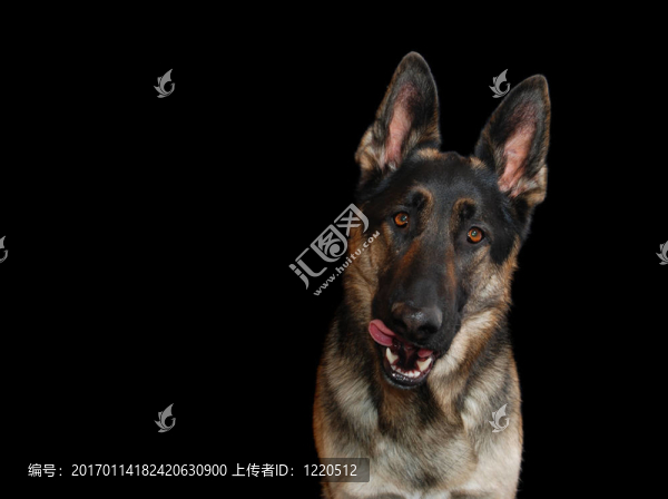 德國牧羊犬；黑色