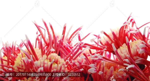 許多菊花