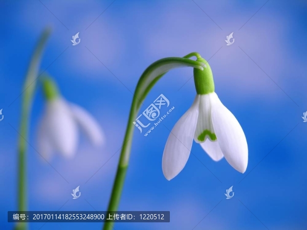 雪花蓮